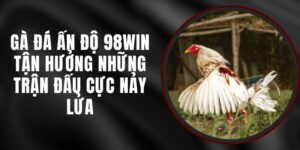 Gà Đá Ấn Độ 98win - Tận Hưởng Những Trận Đấu Cực Nảy Lửa